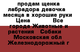 продам щенка лабрадора девочка 2 месяца в хорошие руки › Цена ­ 8 000 - Все города Животные и растения » Собаки   . Московская обл.,Железнодорожный г.